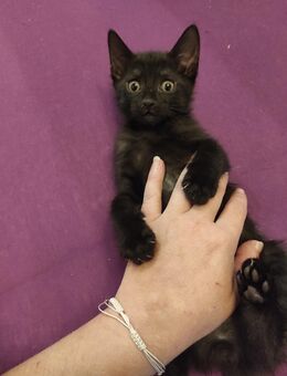 🐾 Zuhause gesucht: Vier zuckersüße Katzenbabys ab Mitte September bereit zur Adoption! 🏡 - Friedrichsdorf Zentrum