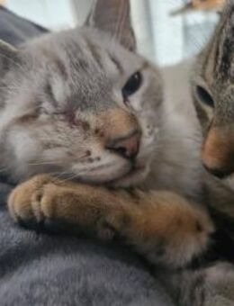 Moro und Mere - Lauda-Königshofen