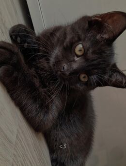 Bkh (schwarzer kater) bkh & bengalkatze (helle katze) - Holzminden