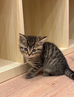 BKH Mix Kitten suchen liebevolles Zuhause - Gronau (Westfalen)