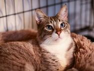 FiV + Siam Mix Rosy aus dem Tierschutz - Grevenbroich