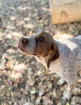 MILO - einfach ein Netter - Oberhausen (Rheinland-Pfalz)