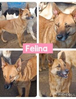 Hündin Felina sucht ihre Menschen - Neuhausen (Fildern)