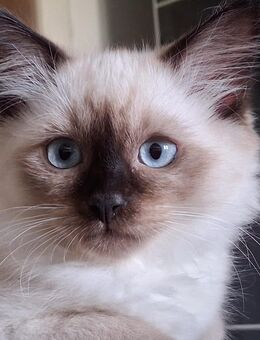 Sibirische Katze 3 Mon, w., reinrassig, hypoallergen. Abholung ab sofort möglich - München
