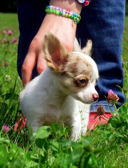 Bildschöner typvoller 5Mon. Chihuahua LH Rüde Kinderlieb Familienhund - Freiensteinau