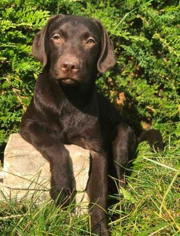Reinrassige Labradorwelpen (schokoladenbraun) – Rüde und Hündin suchen ein liebevolles Zuhause - Würzburg
