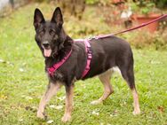 Elisa - Schäferhund - 8 Jahre - Tierhilfe Franken e.V. - Lauf (Pegnitz) Zentrum