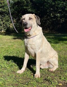 Pedro💙sanft, aufmerksam,menschenbezogen - Herxheim (Landau)