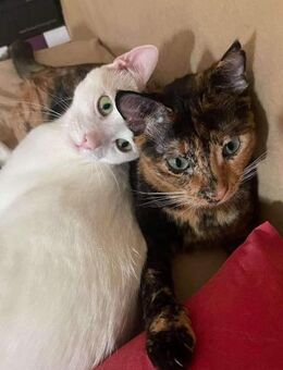 Pixie und Jolie aus dem Tierschutz - Grevenbroich