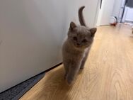 Britisch kurzhaar kitten - Hamburg Harburg