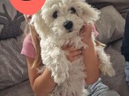 Maltipoo Mädel 13 Wochen - Berlin
