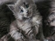 =^..^=Bezaubernde Maine Coon kitten mit Stammbaum aus seriöser Zucht =^..^= - Bad Berleburg