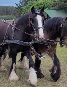 Tragende Tinker Stute geritten gefahren, Tigerschecke - Heiligengrabe