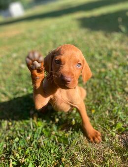 Magyar Vizsla Welpen - Berlingerode