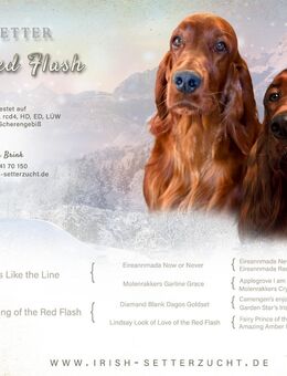 Irish Setter Welpen mit Papieren aus liebevoller 36 jähriger Formzucht - Bremen