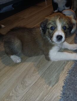 Border Collie / Golden Retriever Mix - Weikersheim