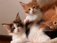 Reinrassige Maine Coon Kitten, Katzen Babys Kater - Nürnberg