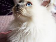 Süße reinrassige Ragdoll Kitten - Hamburg