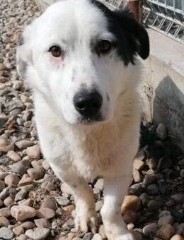 Pauline sucht ein Zuhause - Egestorf