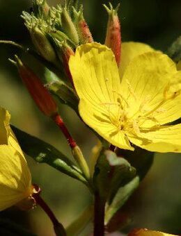 Nachtkerze Nachtkerzesamen Samen gelb Pflanze Blume blüht abends Blumensamen leuchtend gelbe Blüten Blumenbeet Saat besonders flower Falter und nachtaktive Insekten insektenfreundlich SWR Treffpunkt Beitrag Vatertag Sonne Biene - Pfedelbach