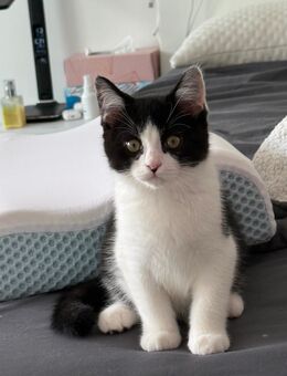 Kitten / Kater / Mischling Schwarz Weiß BKH - Regensburg