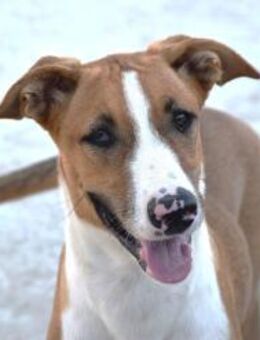 Marga freundlicher Junghund sucht Sie Ho - Ludwigshafen (Rhein)