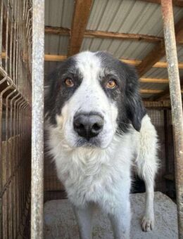 Elly - genügsam, ruhig, sanft, lieb - Alfdorf