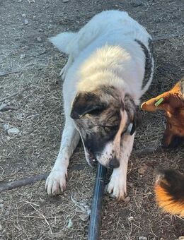 🐾Verspielter Aron sucht Dich!🎾 - Eislingen (Fils)