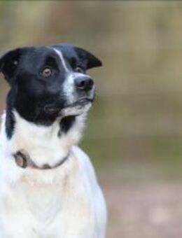 Sensibler Snoopy sucht ein Zuhause - Pirmasens