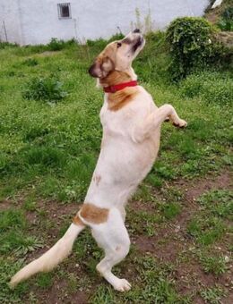 Tolle Rea Marie-Meisterin im Mäusesprung - Mettmann