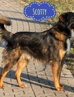 Scotty sucht naturverbundene Menschen - Flörsheim-Dalsheim