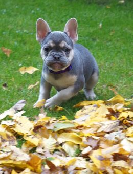 Französische Bulldoggen Welpen - Espelkamp Altgemeinde