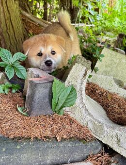 3 süße Akita Inu Welpen suchen ein neues Zuhause! - Bad Fallingbostel