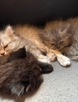 kleine Perser kitten suchen Zuhause - Effeltrich