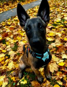 *SOS* Malinois-Welpe - Berlin