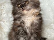 Maine Coon Katze Kittrn Black Tricolor - Bad Pyrmont