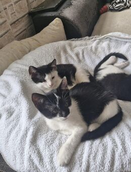 Katzen-Babys - Mahlstetten