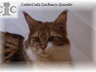 Mainecoon Deckkater red-cl.tabby.white - Ingolstadt