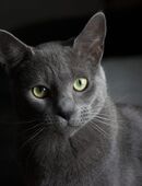 Deckkater Russisch Blau in 76437