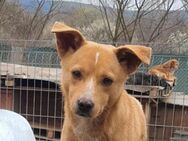 ARCHIE - sucht seine Menschen - Velbert