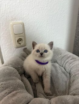 Bkh kitten - Aachen