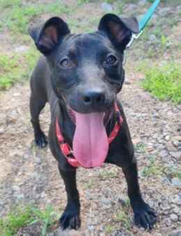 Kleine♥Kascha♥lieb und katzenverträglich - Hamburg