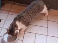 Kater ein und halb Jahre sucht Zuhause - Kappelrodeck