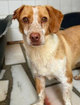 TIM - eine Herzensseele von Hund - Velbert