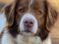Kodo, geb. ca. 09/2019, Griechenland - Markdorf