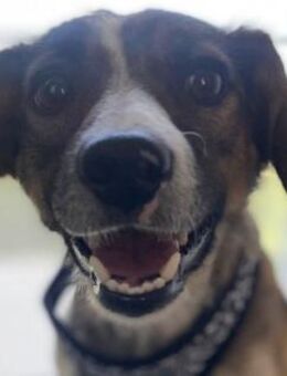 Wer gibt Dale ein neues Zuhause - Dittelbrunn