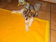 Mischlinge Jack Russell - Darmstadt Arheilgen