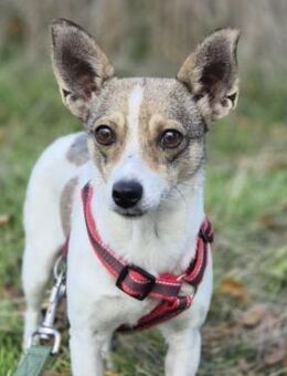 Zarte Lori sucht ihre Menschen - Kleinostheim