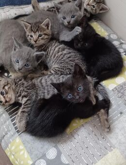 2 bezauberne Katzenbabys Bkh Mix - Uplengen