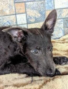 Szàri ab 14.12.25 in 59071 Hamm - Essen